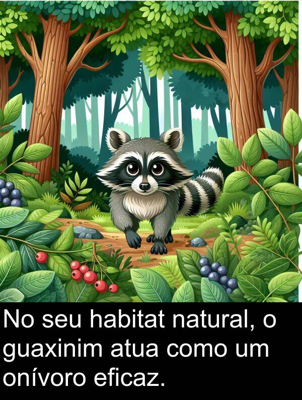 natural: No seu habitat natural, o guaxinim atua como um onívoro eficaz.
