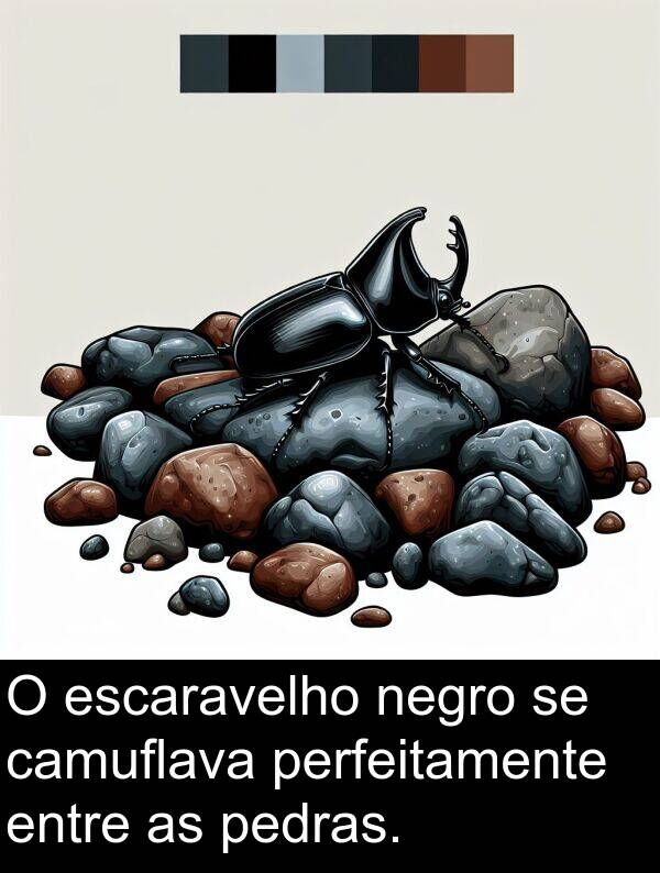 camuflava: O escaravelho negro se camuflava perfeitamente entre as pedras.