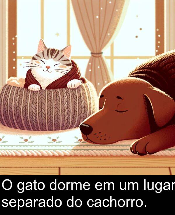 gato: O gato dorme em um lugar separado do cachorro.
