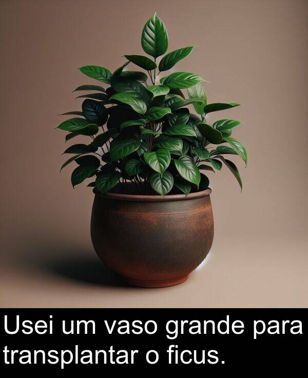 vaso: Usei um vaso grande para transplantar o ficus.