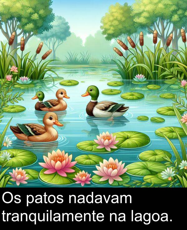 lagoa: Os patos nadavam tranquilamente na lagoa.