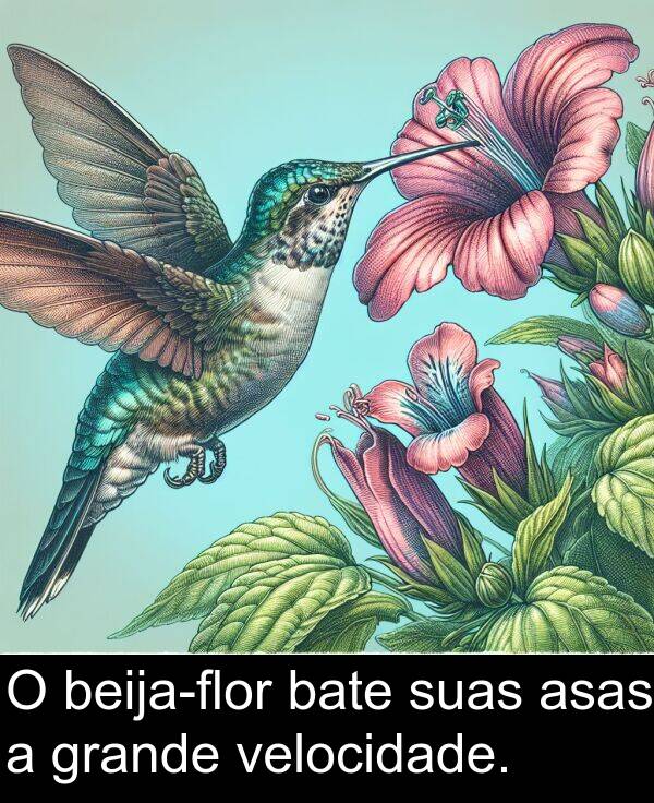suas: O beija-flor bate suas asas a grande velocidade.