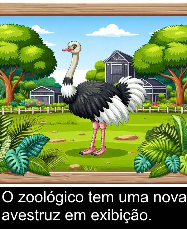 zoológico: O zoológico tem uma nova avestruz em exibição.