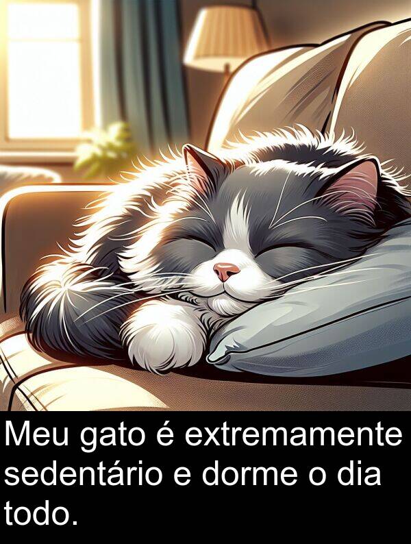 gato: Meu gato é extremamente sedentário e dorme o dia todo.