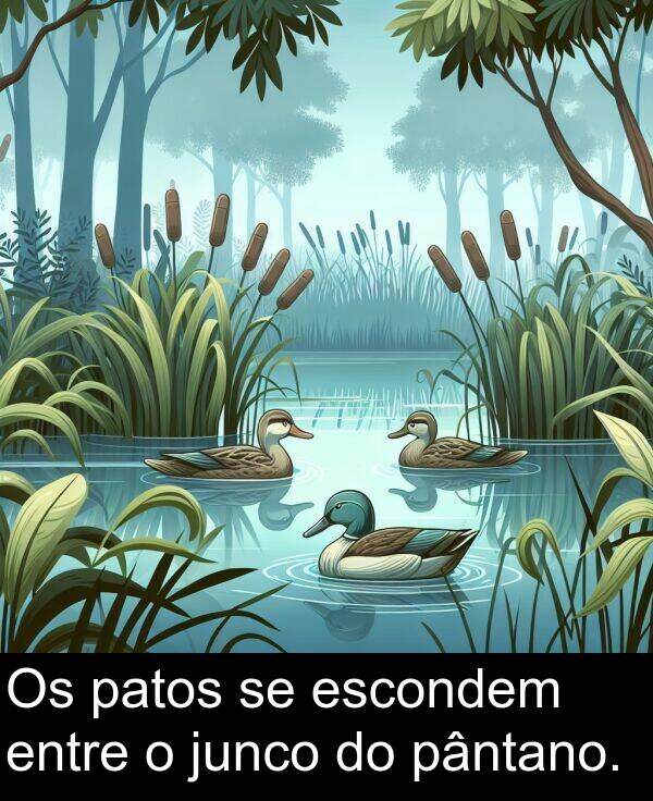 pântano: Os patos se escondem entre o junco do pântano.