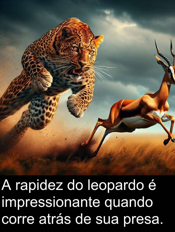 rapidez: A rapidez do leopardo é impressionante quando corre atrás de sua presa.
