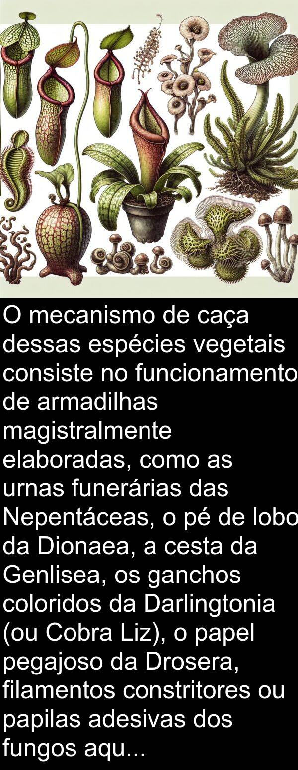 ganchos: O mecanismo de caça dessas espécies vegetais consiste no funcionamento de armadilhas magistralmente elaboradas, como as urnas funerárias das Nepentáceas, o pé de lobo da Dionaea, a cesta da Genlisea, os ganchos coloridos da Darlingtonia (ou Cobra Liz), o papel pegajoso da Drosera, filamentos constritores ou papilas adesivas dos fungos aquáticos do tipo dos Zoófagos.