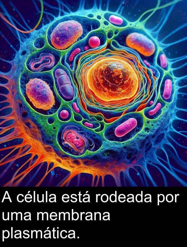 por: A célula está rodeada por uma membrana plasmática.