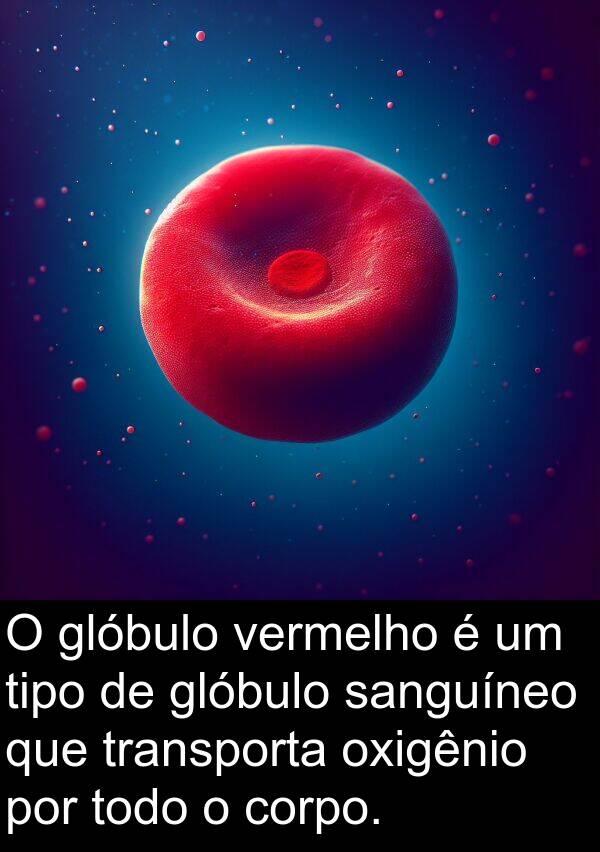 sanguíneo: O glóbulo vermelho é um tipo de glóbulo sanguíneo que transporta oxigênio por todo o corpo.