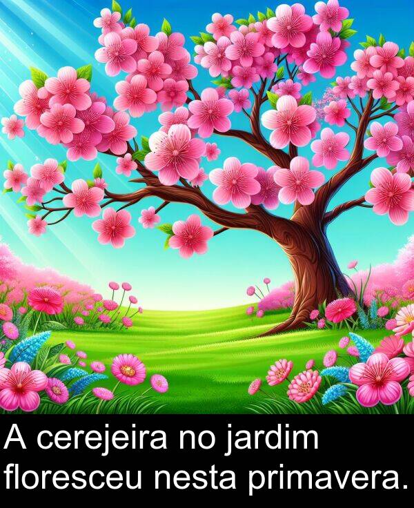 jardim: A cerejeira no jardim floresceu nesta primavera.