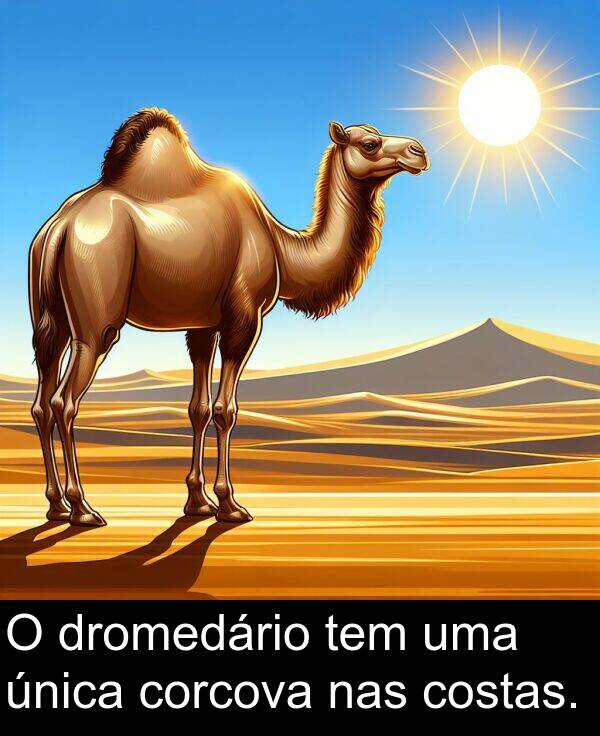nas: O dromedário tem uma única corcova nas costas.