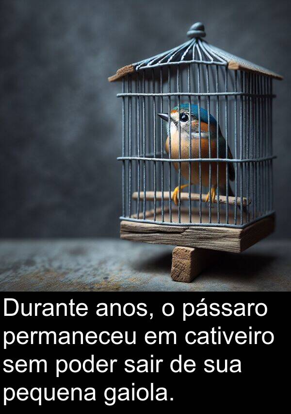 sair: Durante anos, o pássaro permaneceu em cativeiro sem poder sair de sua pequena gaiola.