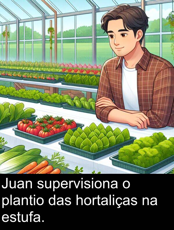 das: Juan supervisiona o plantio das hortaliças na estufa.