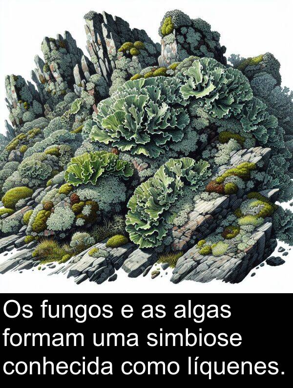 algas: Os fungos e as algas formam uma simbiose conhecida como líquenes.