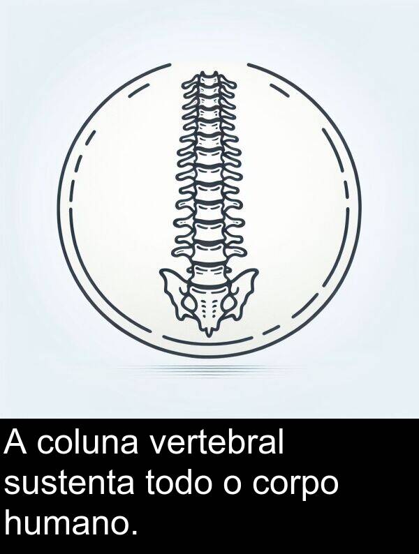 vertebral: A coluna vertebral sustenta todo o corpo humano.