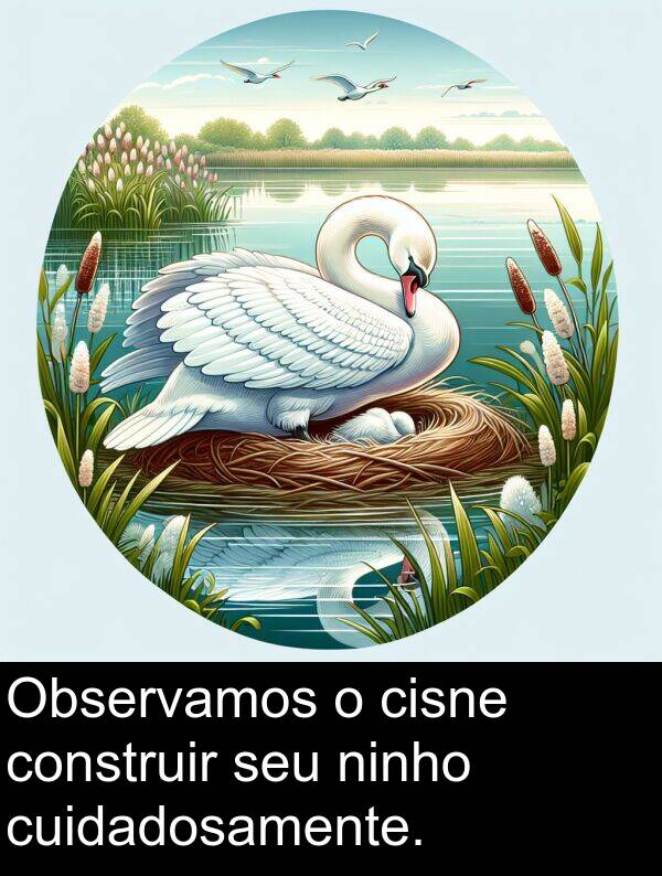construir: Observamos o cisne construir seu ninho cuidadosamente.