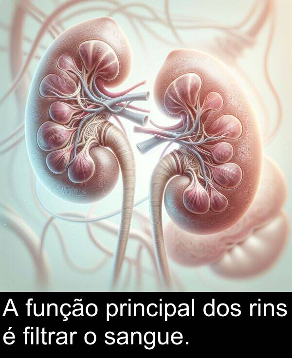 sangue: A função principal dos rins é filtrar o sangue.