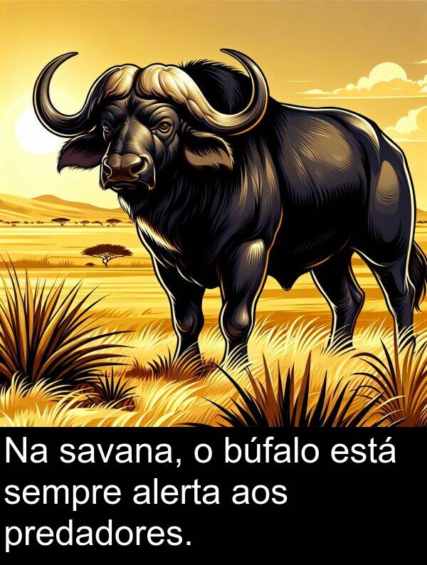 aos: Na savana, o búfalo está sempre alerta aos predadores.