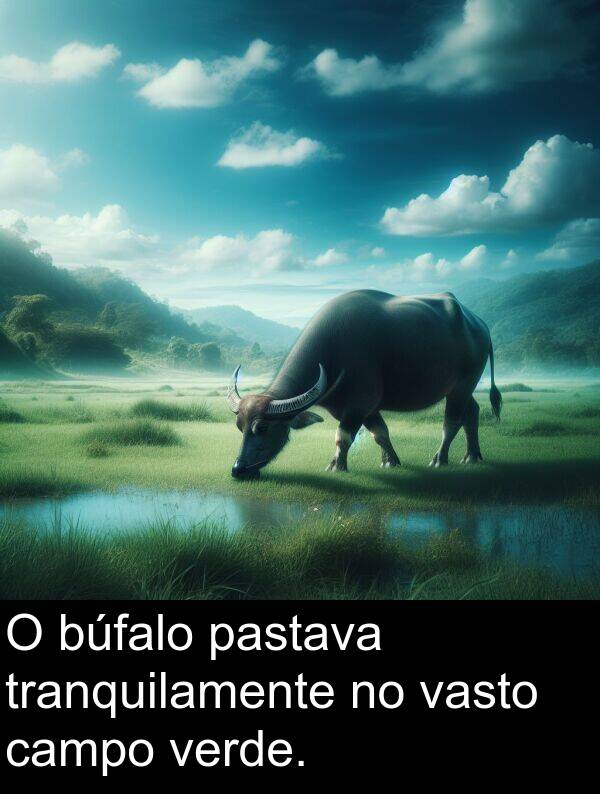 vasto: O búfalo pastava tranquilamente no vasto campo verde.