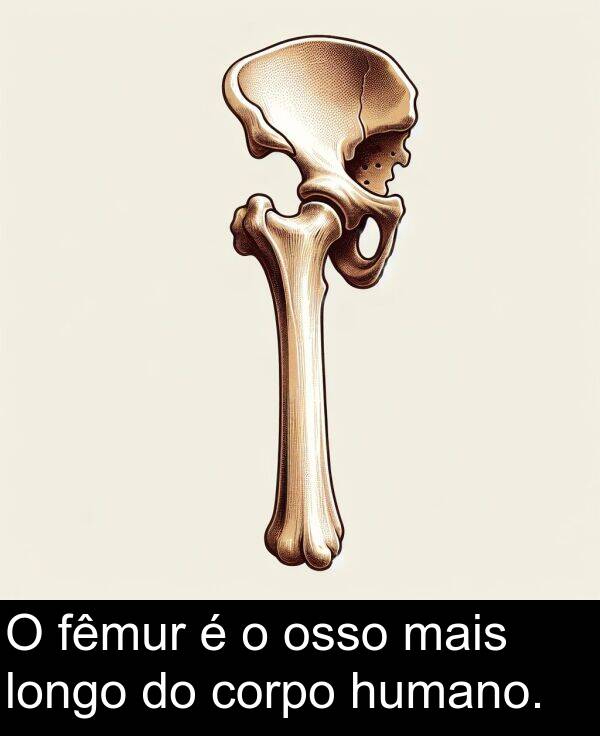 mais: O fêmur é o osso mais longo do corpo humano.