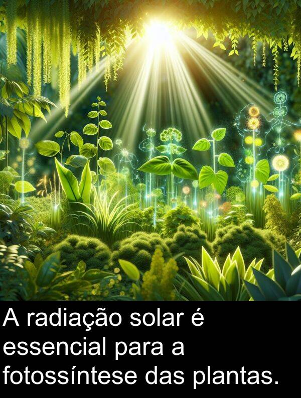 radiação: A radiação solar é essencial para a fotossíntese das plantas.