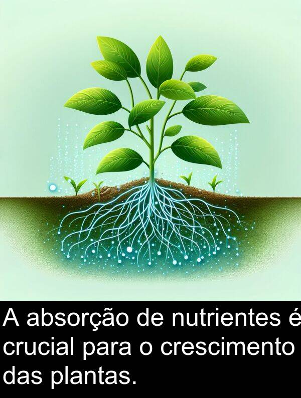 absorção: A absorção de nutrientes é crucial para o crescimento das plantas.