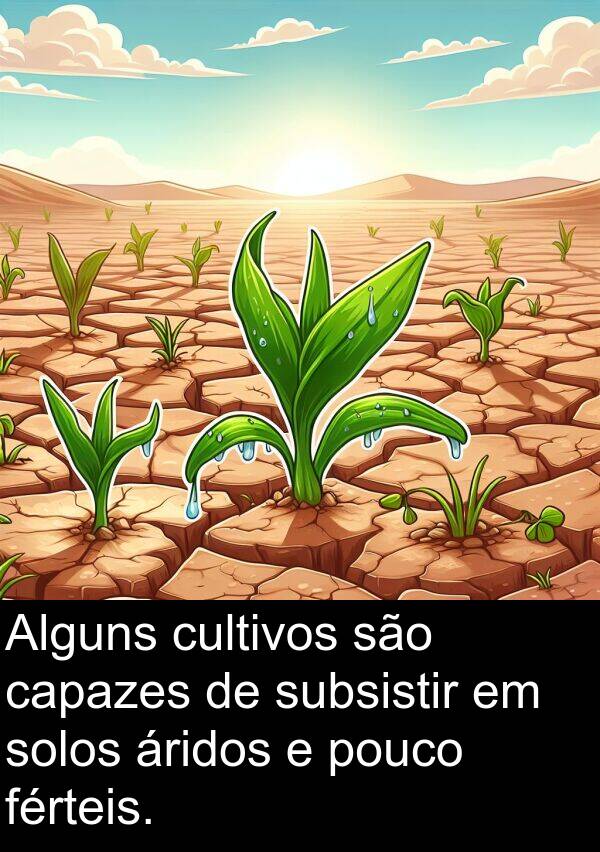 cultivos: Alguns cultivos são capazes de subsistir em solos áridos e pouco férteis.