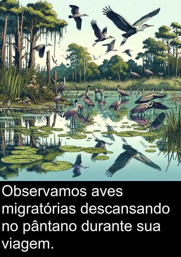 pântano: Observamos aves migratórias descansando no pântano durante sua viagem.