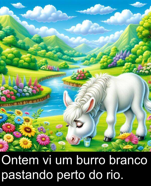 branco: Ontem vi um burro branco pastando perto do rio.