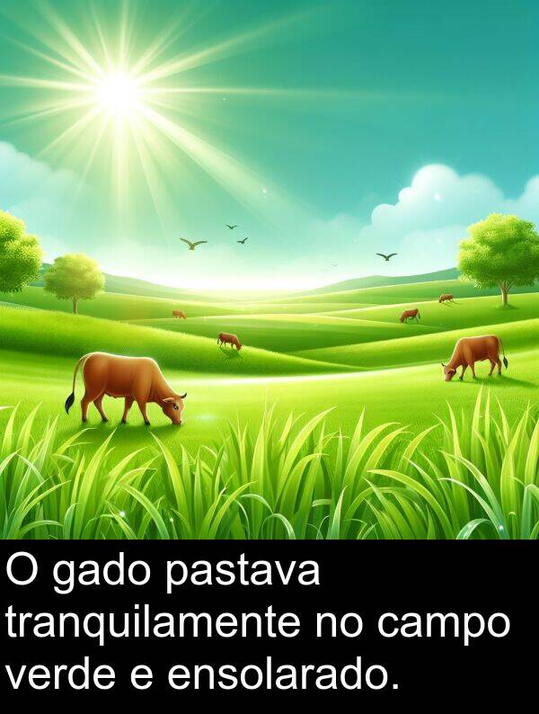 gado: O gado pastava tranquilamente no campo verde e ensolarado.
