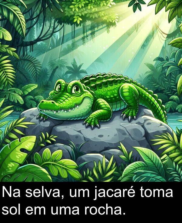jacaré: Na selva, um jacaré toma sol em uma rocha.