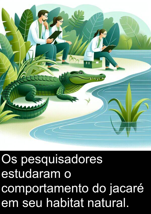natural: Os pesquisadores estudaram o comportamento do jacaré em seu habitat natural.