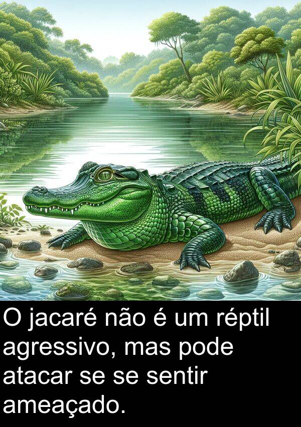 jacaré: O jacaré não é um réptil agressivo, mas pode atacar se se sentir ameaçado.