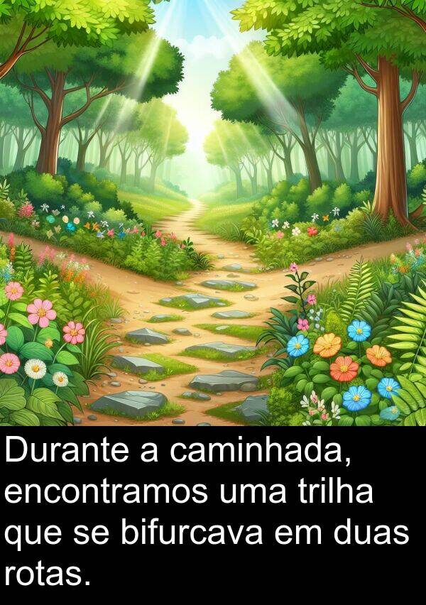 caminhada: Durante a caminhada, encontramos uma trilha que se bifurcava em duas rotas.