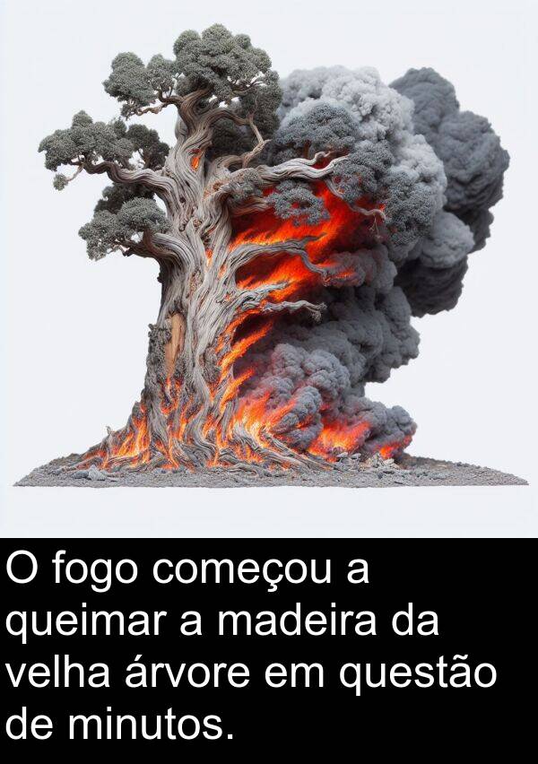 velha: O fogo começou a queimar a madeira da velha árvore em questão de minutos.