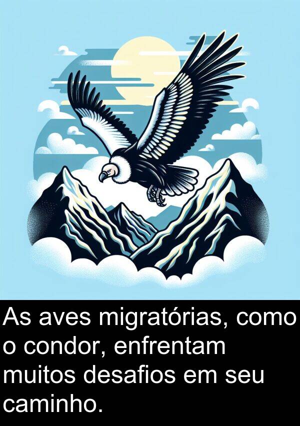 caminho: As aves migratórias, como o condor, enfrentam muitos desafios em seu caminho.