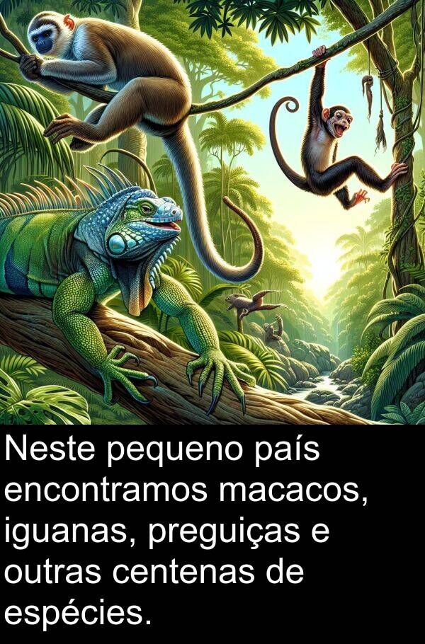 macacos: Neste pequeno país encontramos macacos, iguanas, preguiças e outras centenas de espécies.
