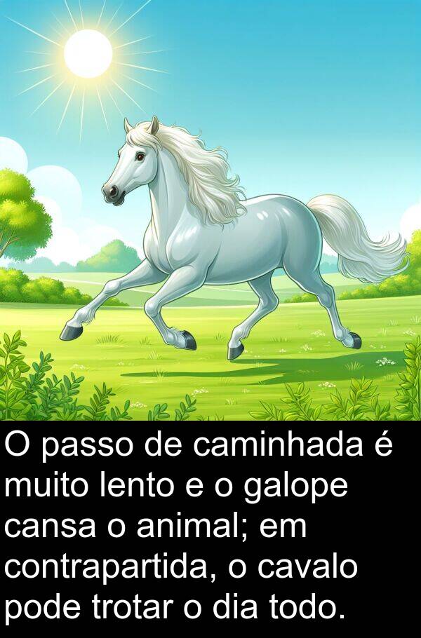 galope: O passo de caminhada é muito lento e o galope cansa o animal; em contrapartida, o cavalo pode trotar o dia todo.