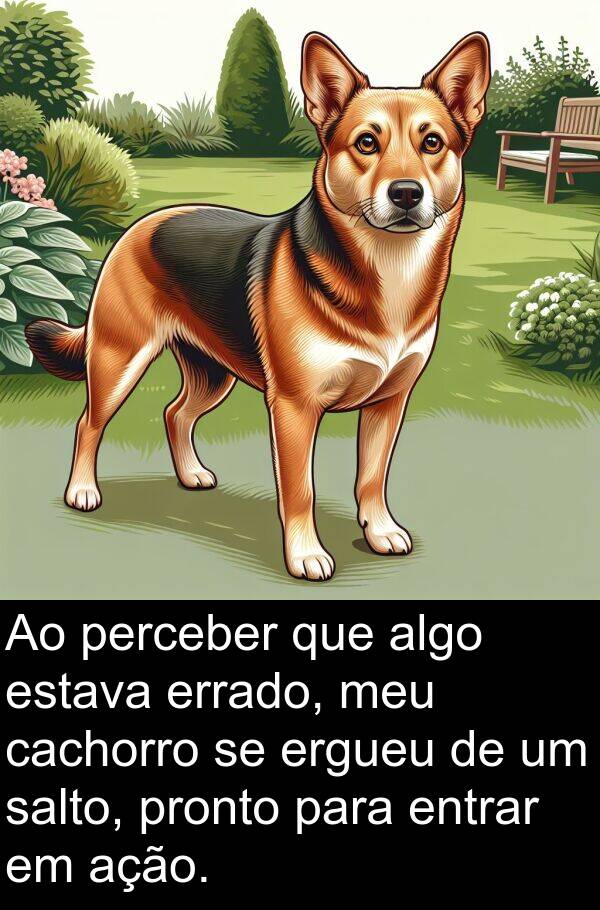 ação: Ao perceber que algo estava errado, meu cachorro se ergueu de um salto, pronto para entrar em ação.
