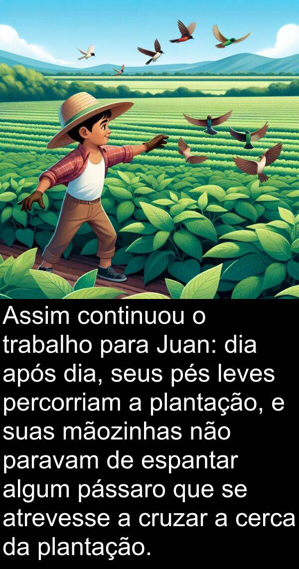 mãozinhas: Assim continuou o trabalho para Juan: dia após dia, seus pés leves percorriam a plantação, e suas mãozinhas não paravam de espantar algum pássaro que se atrevesse a cruzar a cerca da plantação.