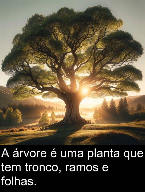 ramos: A árvore é uma planta que tem tronco, ramos e folhas.