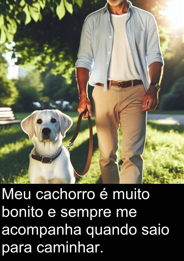 saio: Meu cachorro é muito bonito e sempre me acompanha quando saio para caminhar.