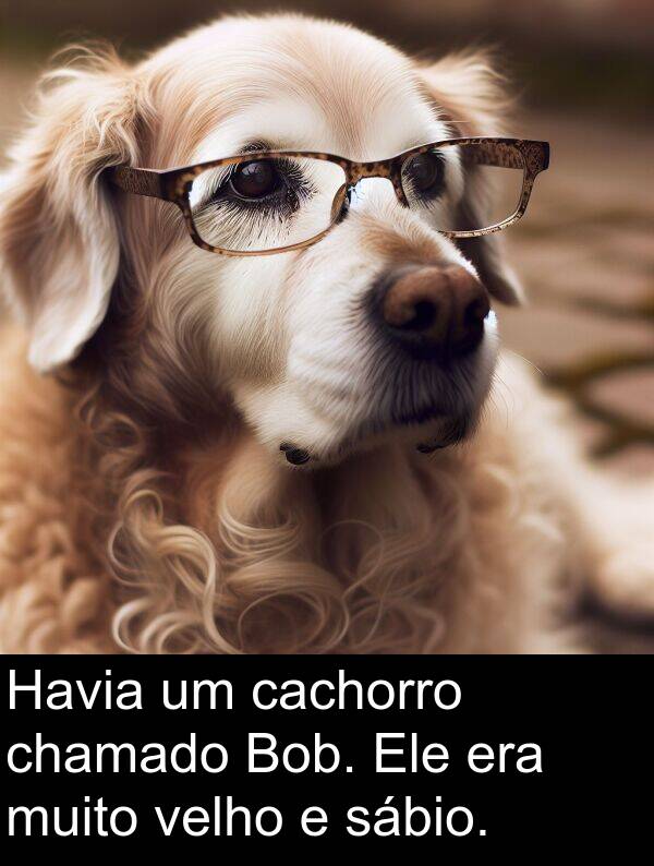 sábio: Havia um cachorro chamado Bob. Ele era muito velho e sábio.