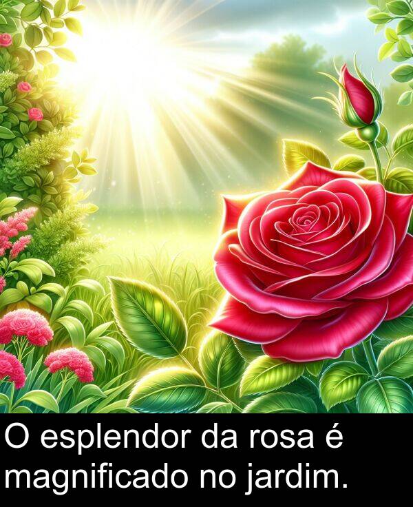 jardim: O esplendor da rosa é magnificado no jardim.