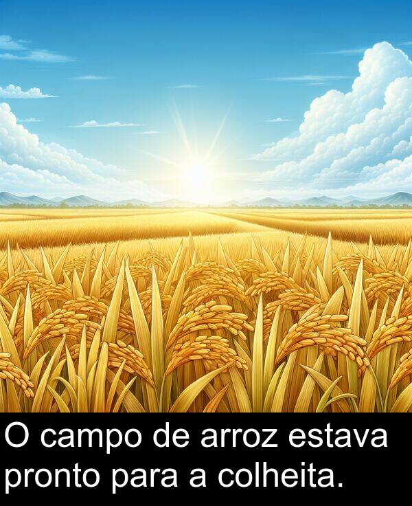 colheita: O campo de arroz estava pronto para a colheita.