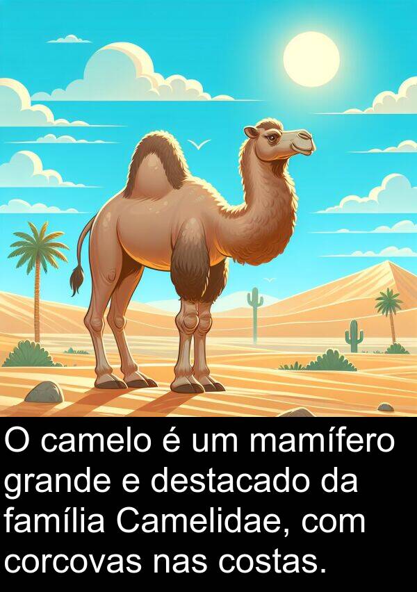 camelo: O camelo é um mamífero grande e destacado da família Camelidae, com corcovas nas costas.
