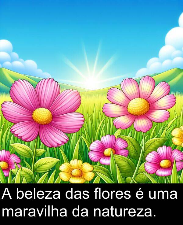 natureza: A beleza das flores é uma maravilha da natureza.