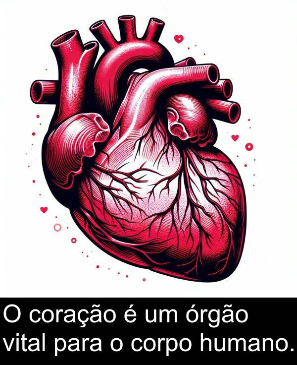 corpo: O coração é um órgão vital para o corpo humano.