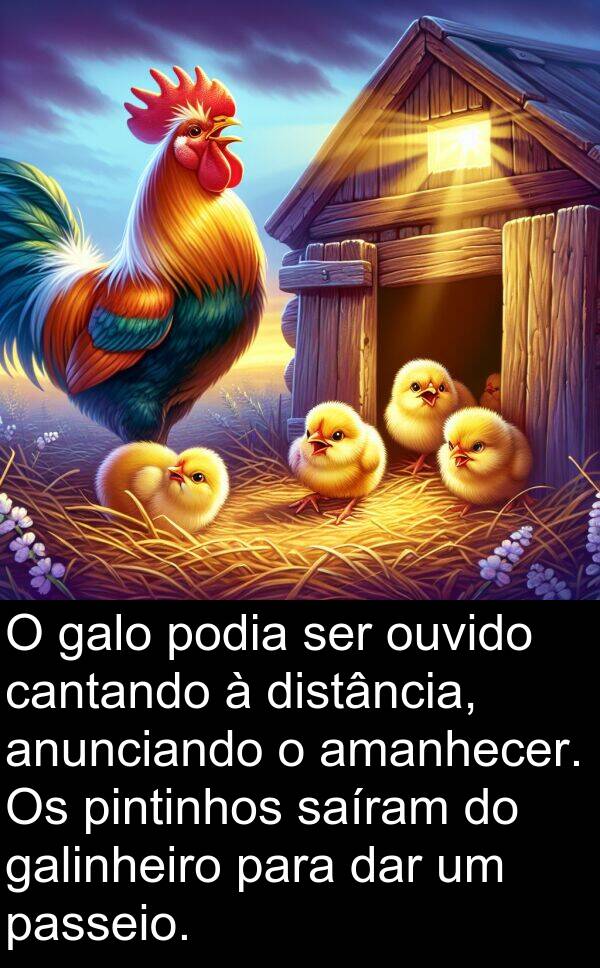 galo: O galo podia ser ouvido cantando à distância, anunciando o amanhecer. Os pintinhos saíram do galinheiro para dar um passeio.