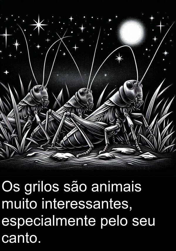 animais: Os grilos são animais muito interessantes, especialmente pelo seu canto.